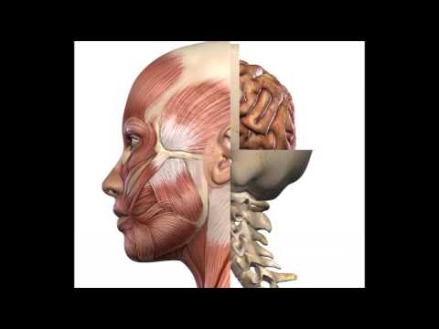 Fascioterapia & Craneal & Quiropraxia en Escuela de Salud PNA