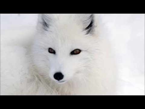 CRUELTY FREE FASHION SHOW 2015 BALLET PRESENTATION