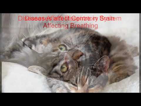 Breathing Difficulties in Cats