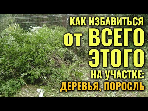 Как избавиться от любых деревьев и поросли на участке