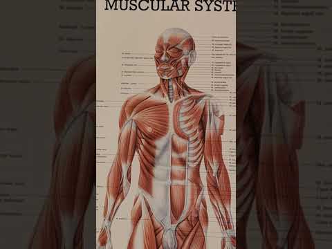 Ventrale Oberarmmuskulatur und Thorax Muskeln