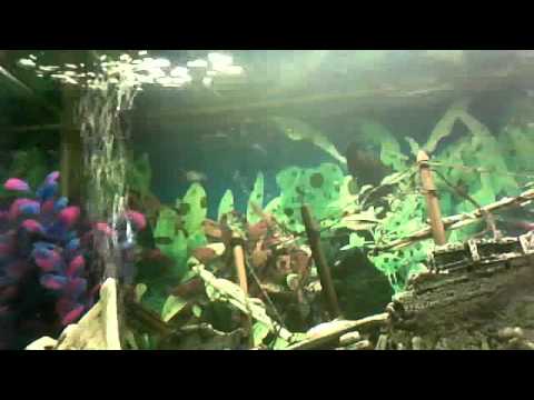 tropical fish tank fishing shananikins