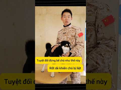 Có má nào bế sai cả 3 cách chưa ạ 🥲 sợ cún liệt không #thucung #petlovers #chó #doglife #dongvat