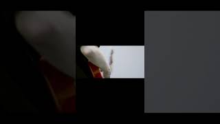 【#負け犬にアンコールはいらない】【#ヨルシカ】【#shorts】【#永久機関】 プロフよりYouTube fullへ飛べます！  #ヨルシカ  #初音ミク #anime #hatsunemiku