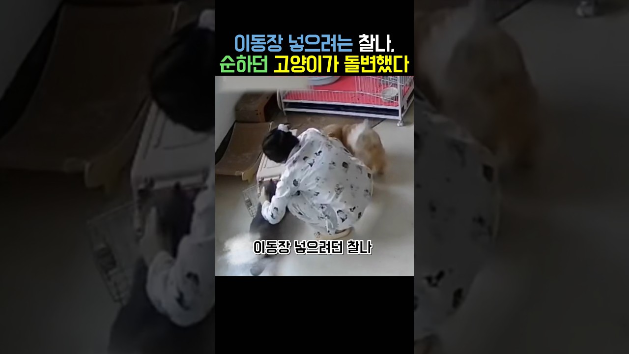 이동장 넣으려는 찰나, 순하던 고양이가 돌변했다