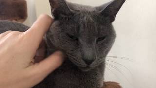 Russian Blue vs Burmese cat: who is the smartest?