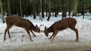 preview picture of video 'Epic Deer Fight in Thendara NY, near Old Forge NY. (Hunting, Bucks, Winter Sports, Animals Attack)'