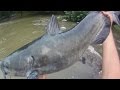 Bait Fishing #58 - Hot Channel Catfish Fishing with ...