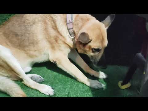 FUN TIME WITH ROCKY 🥰🥰Suhani & Myrah 😊😊