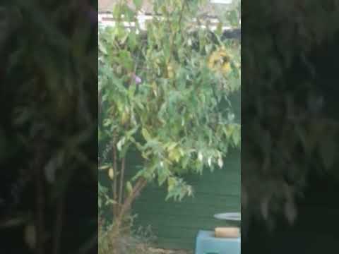 Sparrowhawk. A surprising visitor to our garden. #thefeedbinlu2