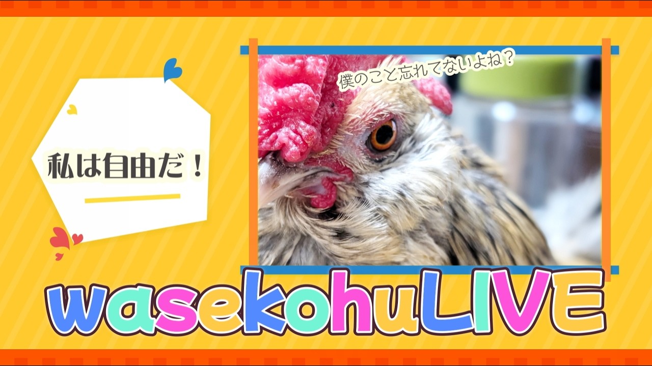 わせこふLIVE#267　私は自由だーーー！