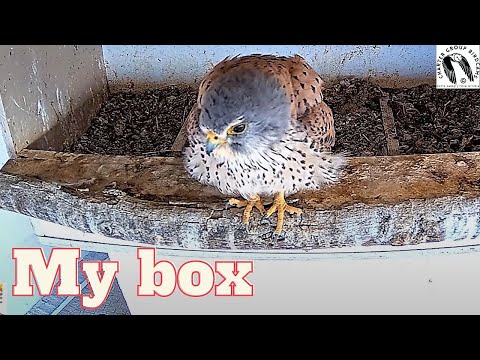 Beautiful male kestrel stakes their claim on the nest box