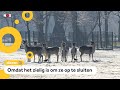 Herten op kinderboerderij en hertenkamp worden binnenkort verboden