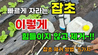 빠르게 자라는 잡초 풀 힘들이지 않고 제거하는 방법 #잡초제거방법