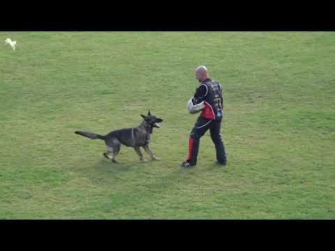 Veyron von Kayman WUSV-WM-2021 C-83