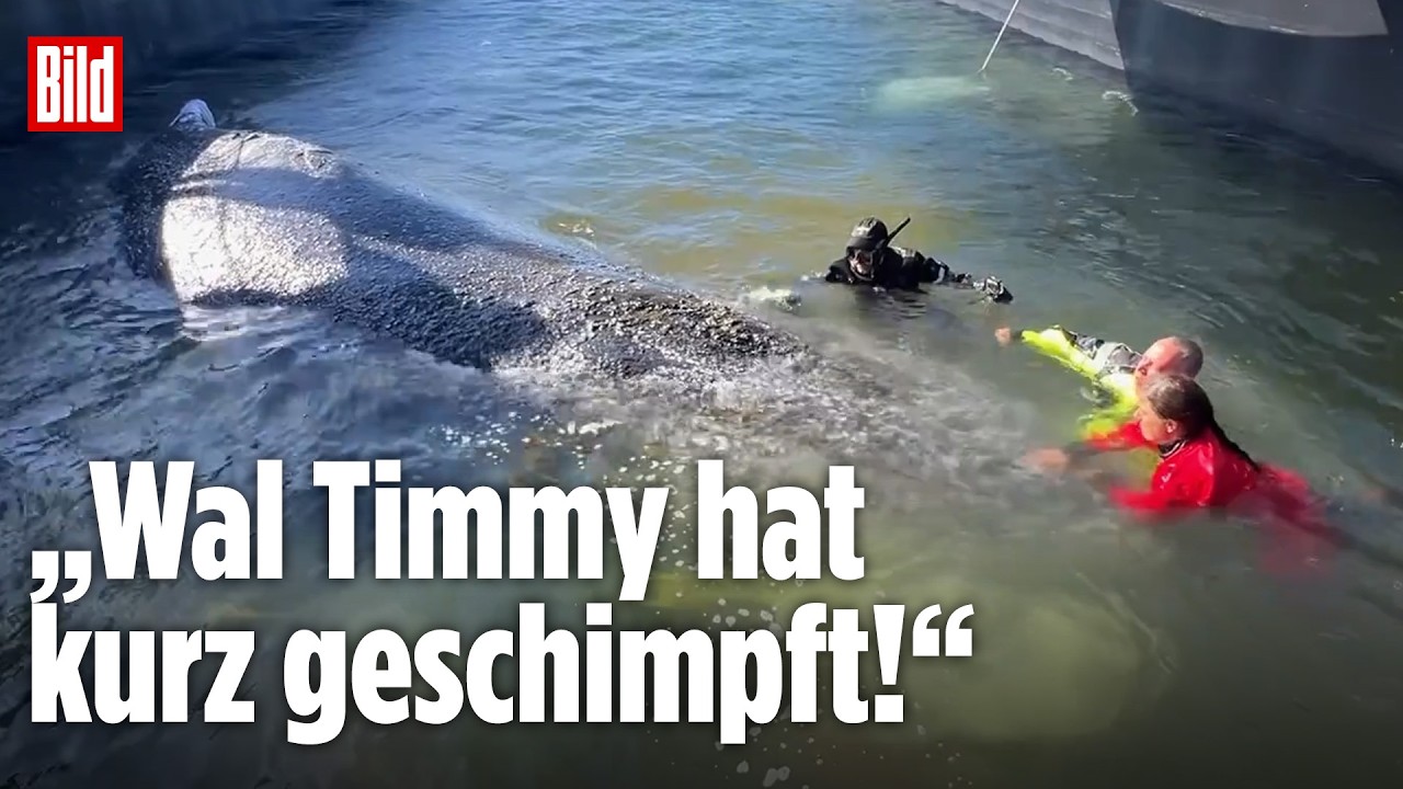 WAL TIMMY: Deswegen hat der Buckelwal kurz geschimpft! Freilassung in der Nordsee