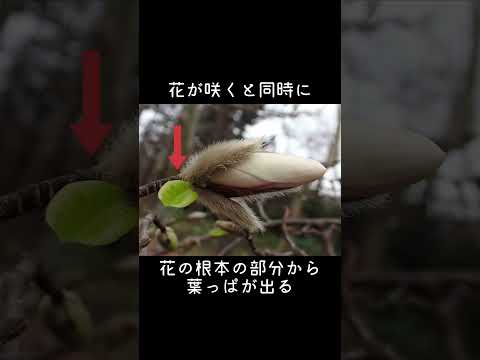 年に2回咲くモクレンの品種はありますか?どれの ？  庭園
