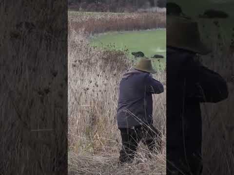 A Hit And A Miss! Nutria Hunting. #shorts  #nutria #hunting