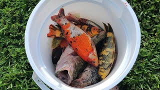 THEFT DESTROYED MY $25,000 Fish Collection(what Happened)