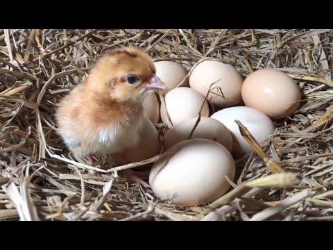 Too Little Cute chicks chirping sound-Cute Baby Chick Calling Sounds