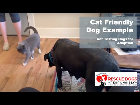 Cat Friendly Dog Example - Cat testing dogs for adoption
