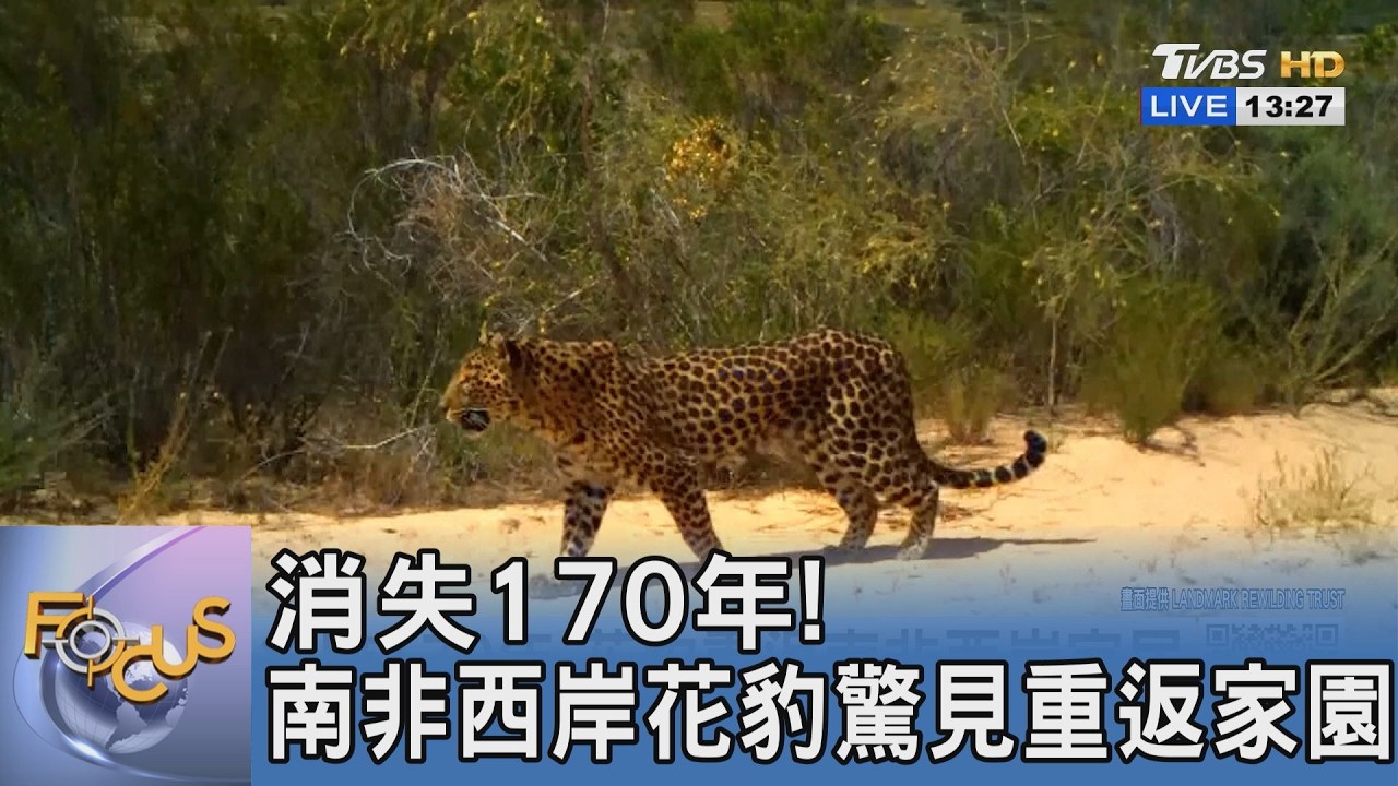 消失近兩世紀！南非西海岸驚現花豹重返家園