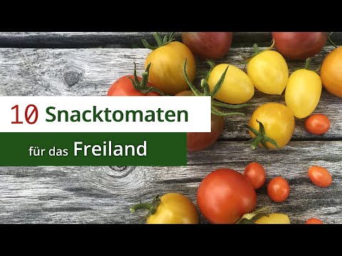 10 Snacktomaten für das Freiland - Robust & Gesund gegen die Krautfäule!