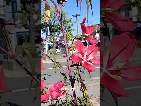 植物に花を咲かせる肥料 無謀な多肉植物 寒い