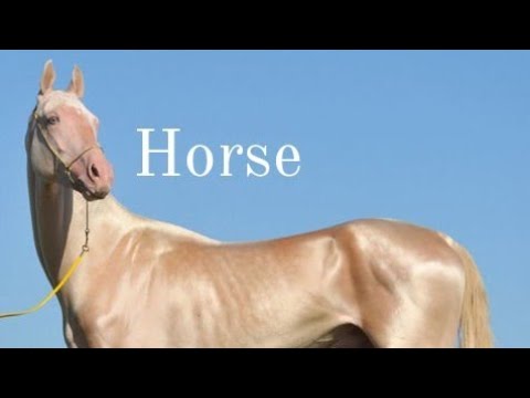 , title : '10 najpiękniejszych ras koni świata'