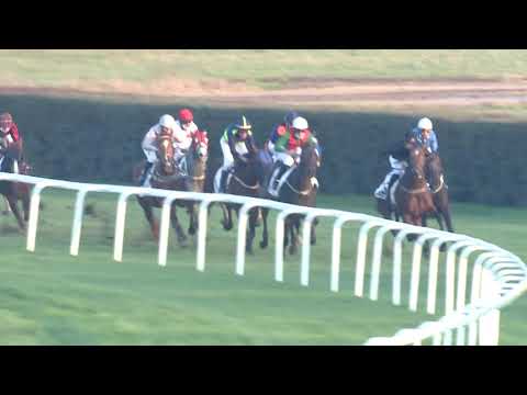 2020.11.08. 08. futam - KEZDŐ NYERETLEN KÉTÉVESEK VERSENYE (IV.kat.)