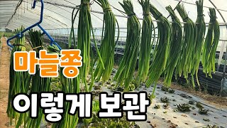 마늘쫑 보관 이렇게 했더니! 1년은 마늘쫑 맘것 먹을 수 있다