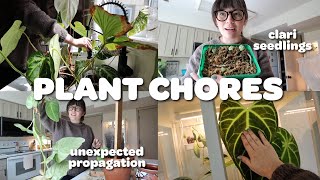 plant chores in my new kitchen 🍃