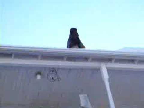 The Chronicles of Fred and Justin - Part 2