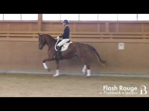 Flash Rouge - Wallach - 2017 geb. (v. Flashback x Lesieux)