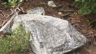 A cute pika on Snow Lakes Trail