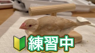 【初心者🔰】止まり木に挑戦するもそんな興味無さそうな文鳥雛が可愛すぎた 