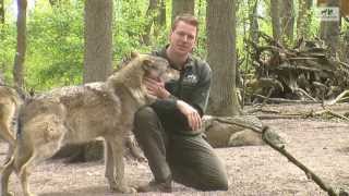 preview picture of video 'Was sind von Hand aufgezogene Wölfe? FAQ Wolfcenter Dörverden Wolfe Wolf Handaufzucht'