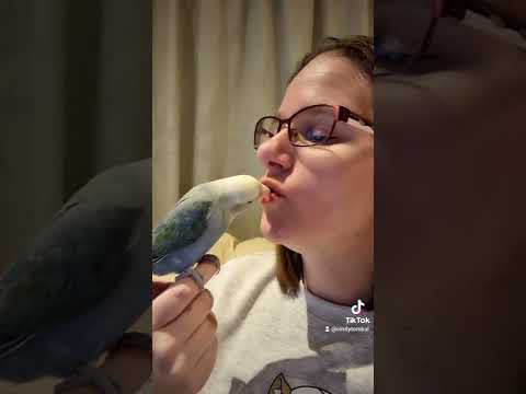 Just a tiktok with my birdy 😃. #shorts #lovebird #agapornis #birdtiktok #bird #parrot #friend