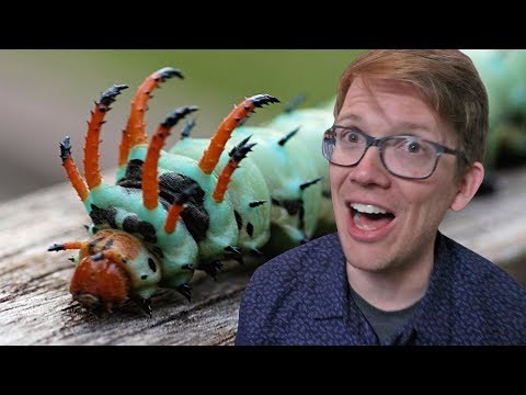 image-What is the biggest caterpillar in the UK?