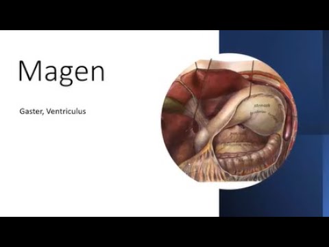 Anatomie und Funktion des Magens - Organe des Menschen kennenlernen. Wie halte ich den Magen gesund?