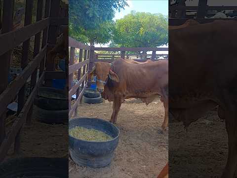exposição e venda de animais na agricultura de piquet carneiro Ceará