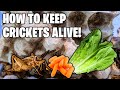 How To Keep Crickets Alive Cricket Care Guide