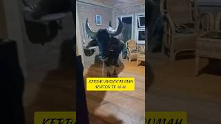 Download lagu NGAKAK‼️Ini Kerbau Bukan Sembarang Kerbau 🤣🤣 Tedong Silaga Toraja #animals #shorts mp3 Download lagu NGAKAK‼️Ini Kerbau Bukan Sembarang Kerbau 🤣🤣 Tedong Silaga Toraja #animals #shorts mp3