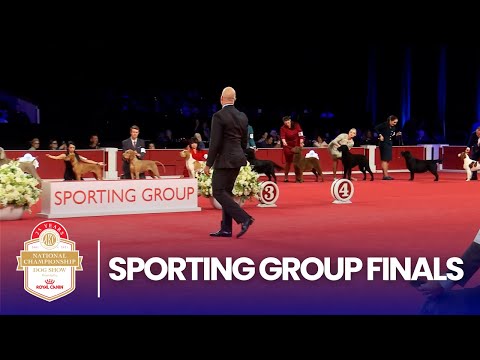 Sporting Group Finals | 2025 AKC National Championship Presented by Royal Canin
