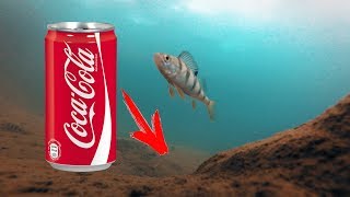Ловля рыбы на кока колу