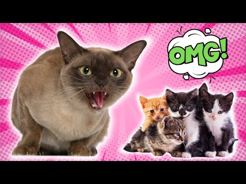 YouTube video about: Will a female cat kill other cats kittens?
