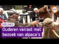Ouderen knuffelen en wandelen met alpaca's: 'Het is echt prachtig'