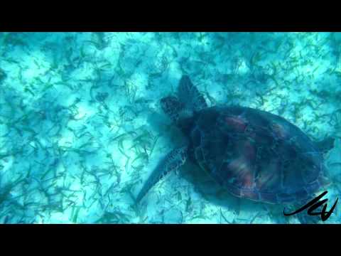 Akumal -  Riviera Maya Snorkeling with Turtles and Tropical Fish -  YouTube