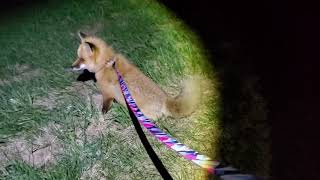 Finnegan Fox goes on a midnight adventure