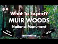 A Trip To Muir Woods | San Francisco